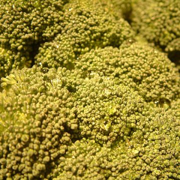 Broccoli head close-up