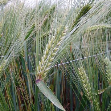 Malting barley