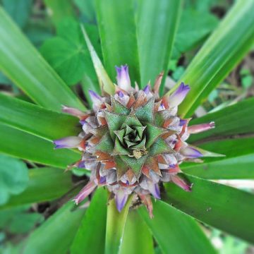 Flowering pineapple, off mainland China