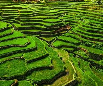 Rice terraces in the Philippines