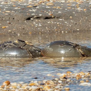 Horseshoe crabs on U.S. shore
