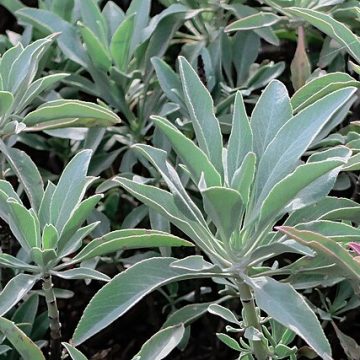 White sage spice growing in California