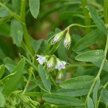 Lentils plants in bloom