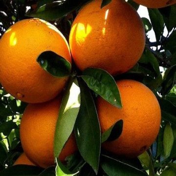Navel oranges