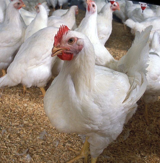 US poultry: Credit, Wikimedia Commons Chicken from the US