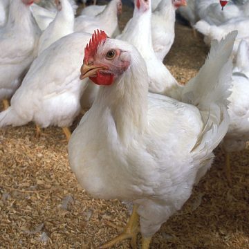 Chicken from the US