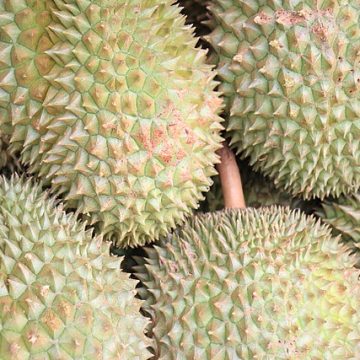 China-Indonesia durian protocol awakens dormant direct trade 