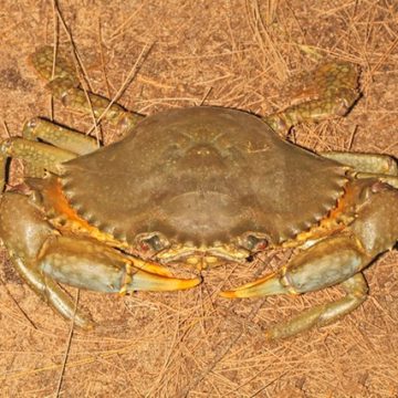 Mud crab