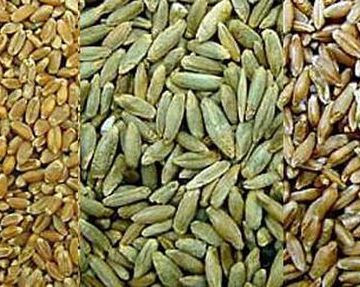 Grains for planting