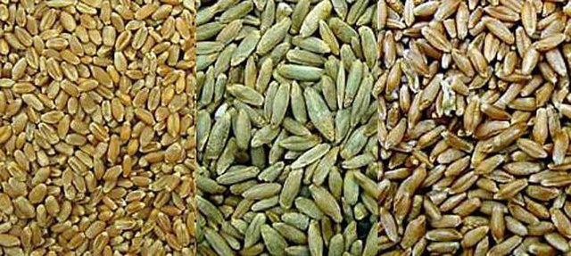 Grains for planting