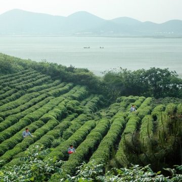 Tea plantation on the Yangtze River basin, China