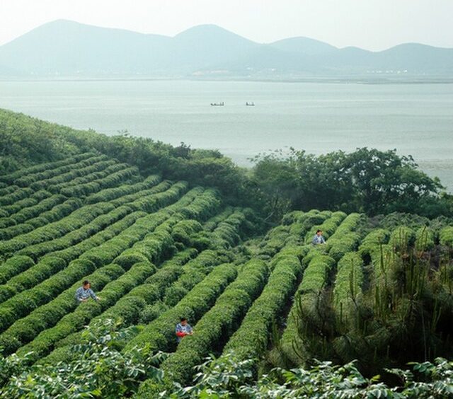 Tea plantation on the Yangtze River basin, China