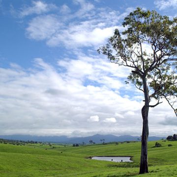 Cattle grazing on a farm in Australia