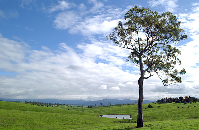 Cattle grazing on a farm in Australia