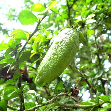 Green Australian fingerlime
