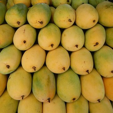 tropical mangoes