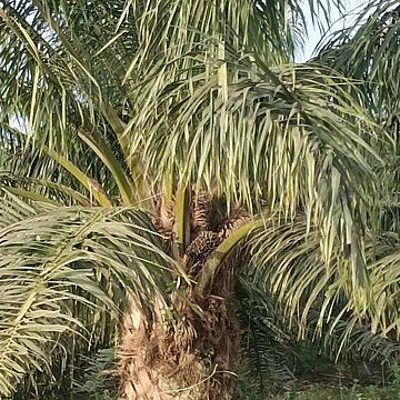 oil palm tree