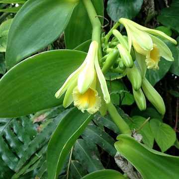 Rural vanilla farming in Papua New Guinea goes digital