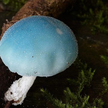 Coprinopsis pulchricaerulea, related to new variant C. cinerea
