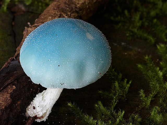 Coprinopsis pulchricaerulea, related to new variant C. cinerea