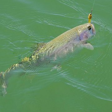 Rainbow trout in Utah