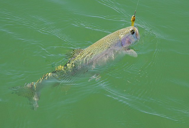 Rainbow trout swimming in Utah: Credit, Wikimedia Commons Rainbow trout in Utah