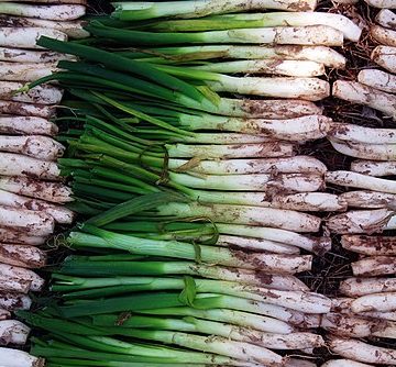 calçots onions