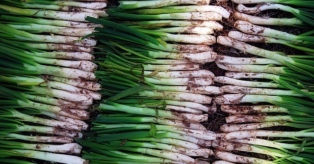 calçots onions