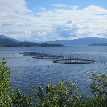 Salmon aquaculture in Norway