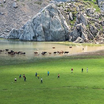 Cattle by the Aguelmim Lake, Tikjda, in Algeria