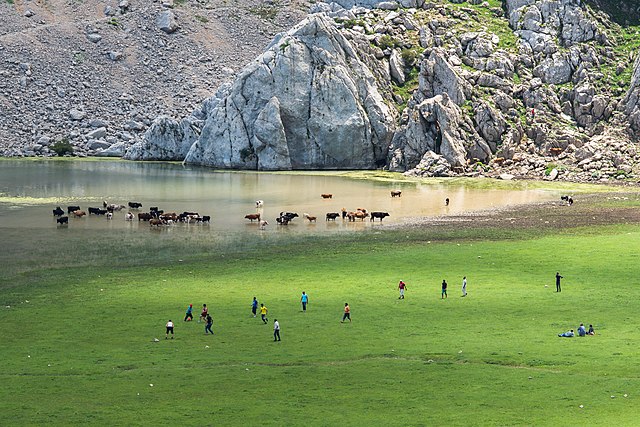 Cattle by the Aguelmim Lake, Tikjda, in Algeria