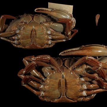 Blue crab