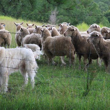 Why is Australia banning live sheep exports by sea?