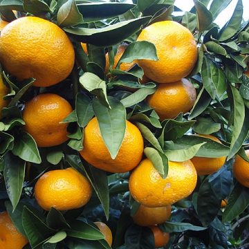 Naartjie citrus