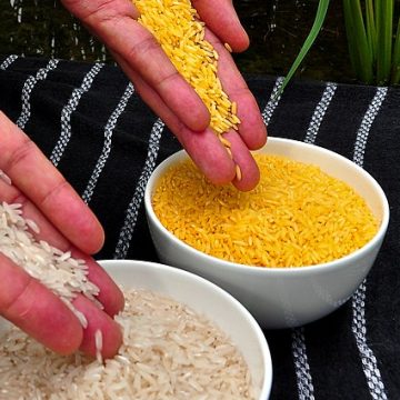 Golden rice in comparison with white rice