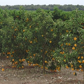 Brazil orange grove in Avaré
