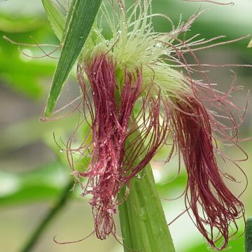 Maize plant