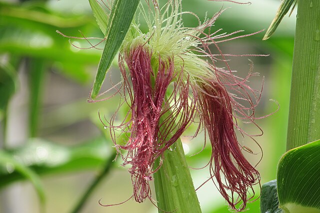 Maize plant