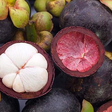 Viet mangosteen command pre-harvest bookings despite Thai imports