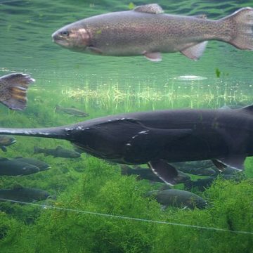 Paddlefish swimming in the foreground