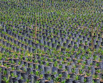 Why is Malaysia extending Orangutan diplomacy to palm oil importers?