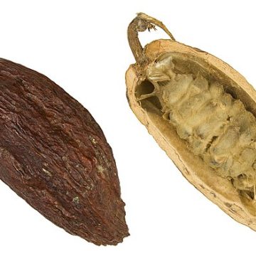 Cacao beans and seeds
