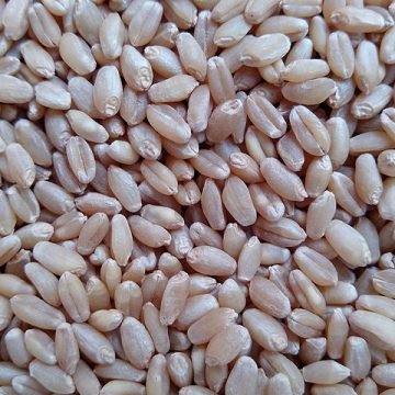 Wheat