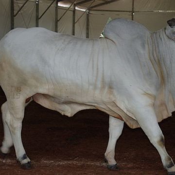 Viatina-19 fetches $4 million in Brazil cattle auction