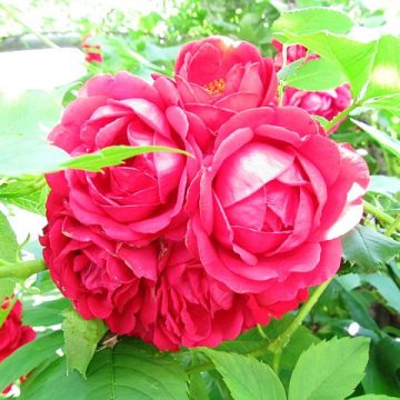 Bulgaria roses