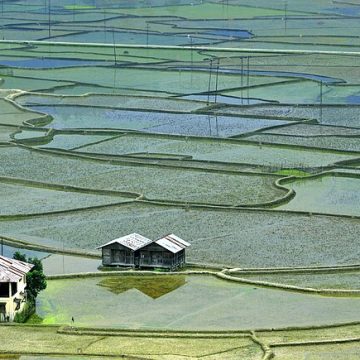 India's monsoon feeds northeast rice paddies