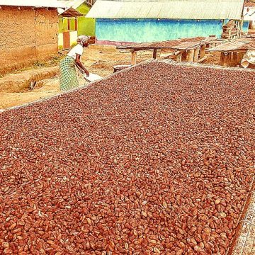 cocoa beans drying I Ghana