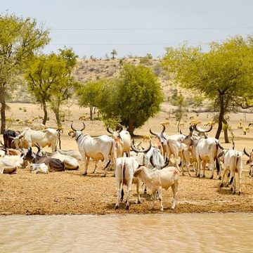 Saudi livestock sector promises multi-billion dollar investment opportunities
