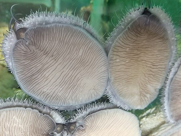 The 2024 abalone season underway in Fujian, China