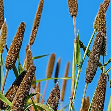 Guyana’s millet production reaches 100% self-sufficiency 